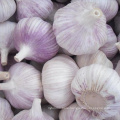 New Crop Normal White Garlic with High Quality